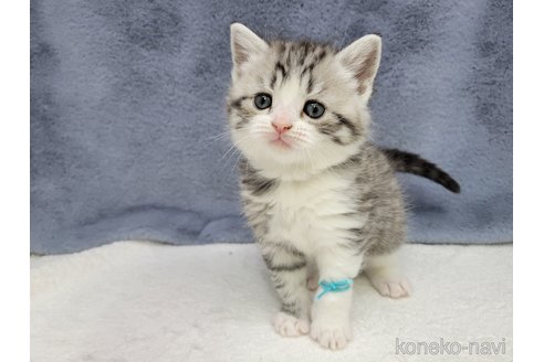 成約済の千葉県のスコティッシュフォールド-110197の7枚目