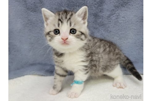 成約済の千葉県のスコティッシュフォールド-110197の5枚目