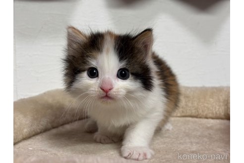 成約済の神奈川県のノルウェージャンフォレストキャット-110896の34枚目