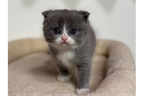 成約済の神奈川県のスコティッシュフォールド(折れ耳)-110897の6枚目