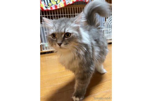 成約済の千葉県のサイベリアン-110899の4枚目