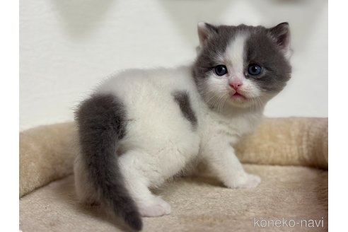 成約済の神奈川県のスコティッシュフォールド-110901の5枚目