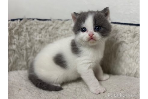 成約済の神奈川県のスコティッシュフォールド-110901の2枚目