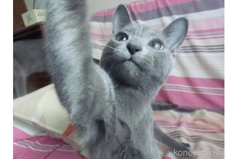 販売中の兵庫県のロシアンブルー-104183の9枚目
