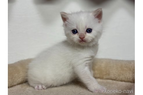 成約済の神奈川県のスコティッシュフォールド-110902の2枚目