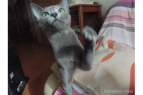 成約済の兵庫県のロシアンブルー-88473の3枚目