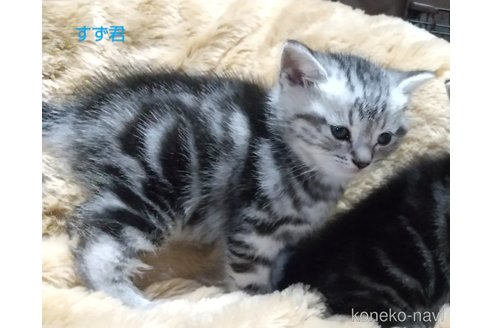 販売中の愛知県のアメリカンショートヘア-109382の5枚目