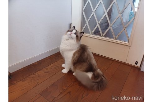アダちゃん1枚目