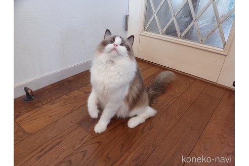 アダちゃん1枚目