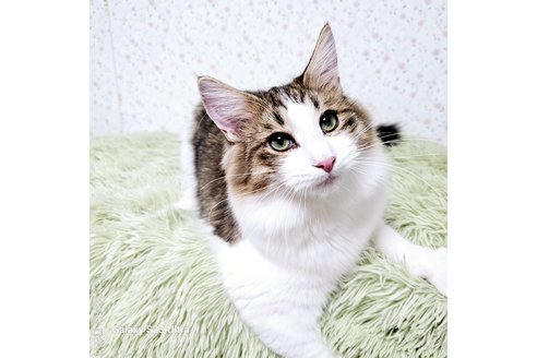 販売中の兵庫県のノルウェージャンフォレストキャット-100151の7枚目