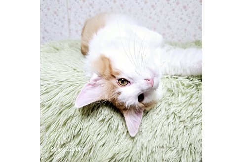 販売中の兵庫県のノルウェージャンフォレストキャット-103677の7枚目