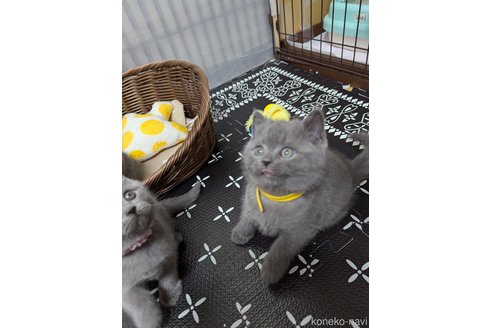 成約済の神奈川県のブリティッシュショートヘア-108021の2枚目