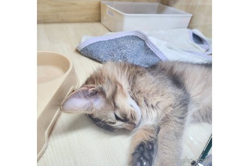 成約済の東京都のソマリ-108012の3枚目