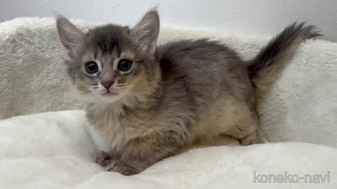 販売中の埼玉県のソマリ-109985