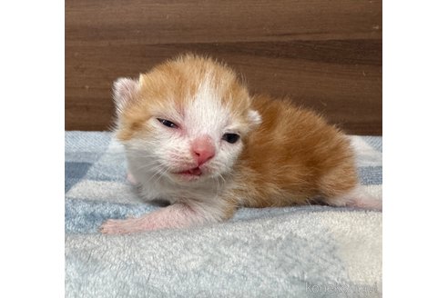成約済の埼玉県のスコティッシュフォールド-110919の30枚目