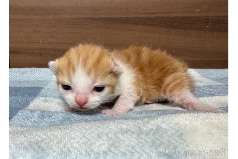 成約済の埼玉県のスコティッシュフォールド-110919の29枚目