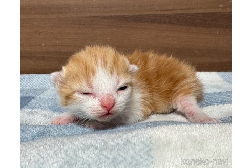 成約済の埼玉県のスコティッシュフォールド-110919の28枚目