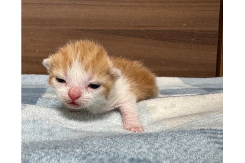 成約済の埼玉県のスコティッシュフォールド-110919の27枚目