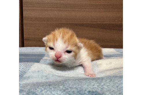 成約済の埼玉県のスコティッシュフォールド-110919の25枚目