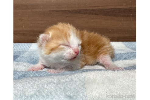成約済の埼玉県のスコティッシュフォールド-110919の24枚目