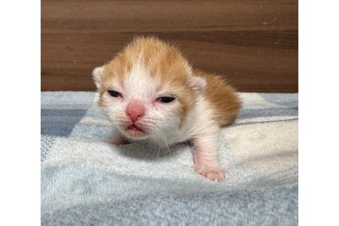 成約済の埼玉県のスコティッシュフォールド-110919の23枚目