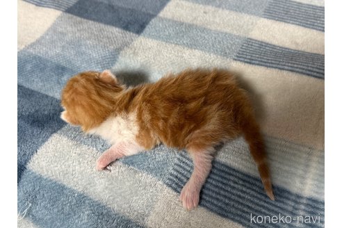 成約済の埼玉県のスコティッシュフォールド-110919の22枚目
