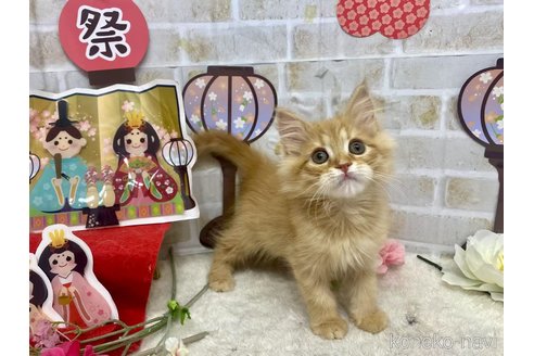 販売中の東京都のラガマフィン-110391の8枚目