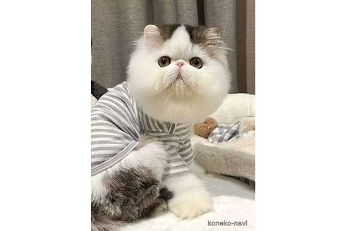 モカくん1枚目