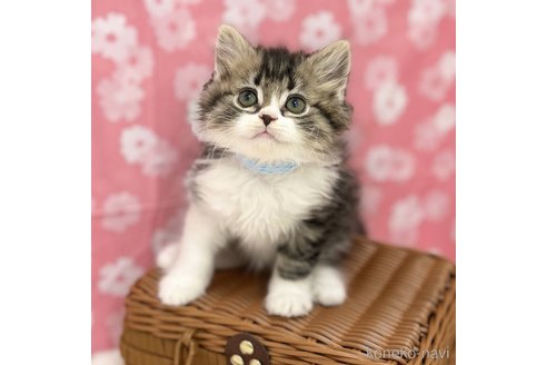 成約済の神奈川県のスコティッシュフォールド-110922の6枚目