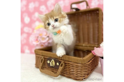 成約済の神奈川県のスコティッシュフォールド-110923の10枚目