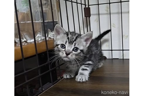 成約済の岐阜県のアメリカンショートヘア-109826の7枚目