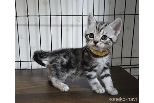 成約済の岐阜県のアメリカンショートヘア-109828の3枚目