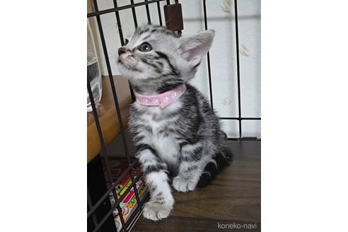 成約済の岐阜県のアメリカンショートヘア-109825の11枚目