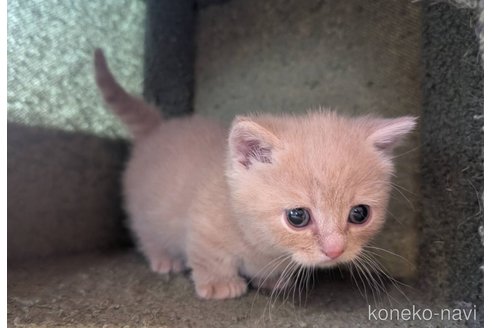 販売中の兵庫県のマンチカン(短足)-110928の3枚目