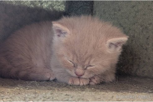 販売中の兵庫県のマンチカン(短足)-110928の6枚目