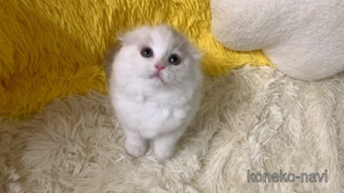 成約済の大阪府のスコティッシュフォールド(折れ耳)-108390の1枚目