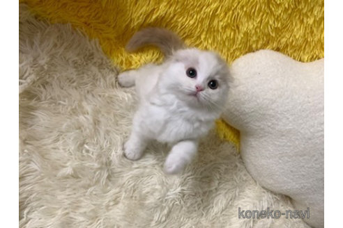 成約済の大阪府のスコティッシュフォールド(折れ耳)-108390の5枚目