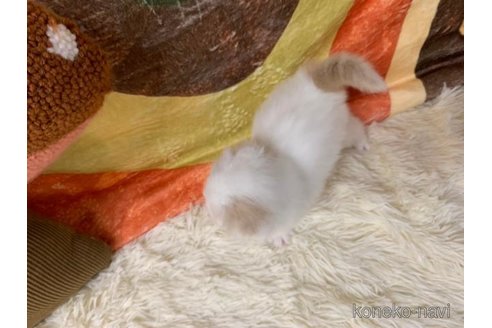 成約済の大阪府のスコティッシュフォールド(折れ耳)-108390の3枚目