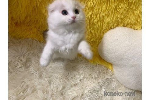 成約済の大阪府のスコティッシュフォールド(折れ耳)-108390の2枚目