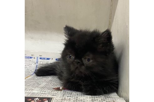 販売中の東京都のエキゾチックロングヘア-110939の5枚目