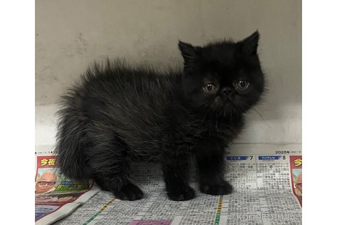 販売中の東京都のエキゾチックロングヘア-110939の10枚目
