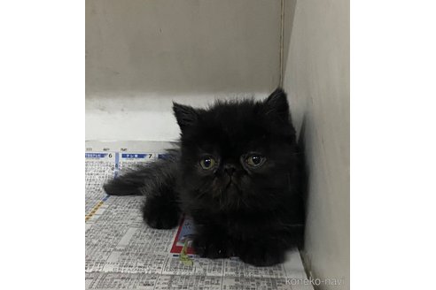販売中の東京都のエキゾチックロングヘア-110939の11枚目