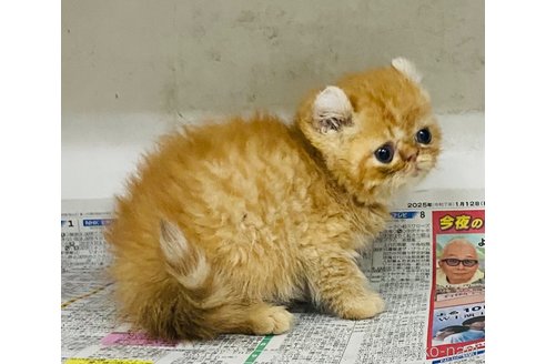 販売中の東京都のアメリカンカール-110940の4枚目