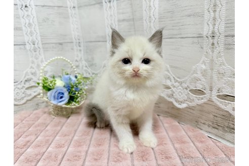 成約済の茨城県のラグドール-110970の3枚目