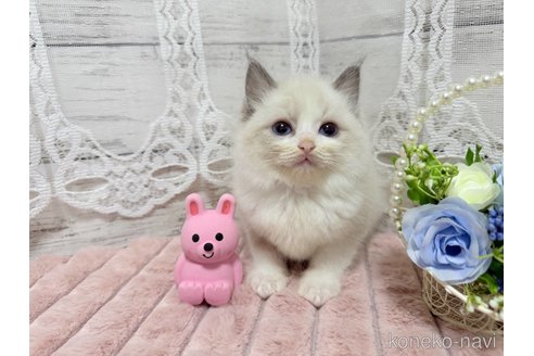 成約済の茨城県のラグドール-110970の1枚目