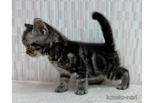 成約済の千葉県のアメリカンショートヘア-110979の2枚目