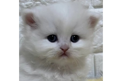成約済の山梨県のスコティッシュフォールド-110981の1枚目