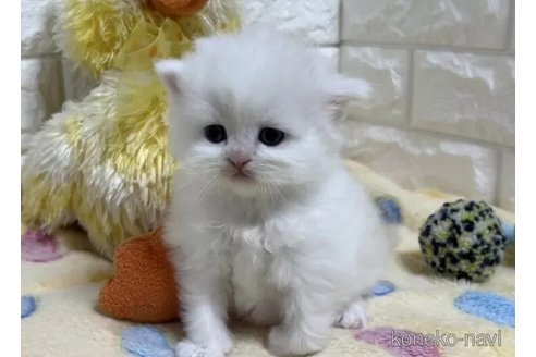 成約済の山梨県のスコティッシュフォールド-110981の2枚目