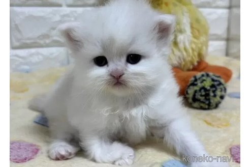 成約済の山梨県のスコティッシュフォールド-110981の3枚目