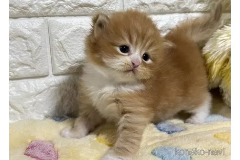 成約済の山梨県のサイベリアン-110985の5枚目